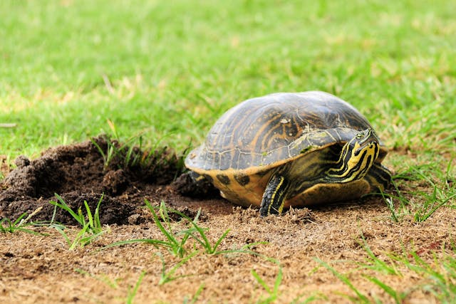 Dystocia (Egg Retention) in Turtles - Symptoms, Causes, Diagnosis, Treatment, Recovery, Management, Cost