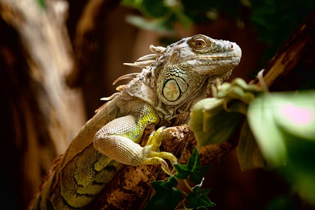 Fatty Liver Disease in Lizards - Symptoms, Causes, Diagnosis, Treatment, Recovery, Management, Cost