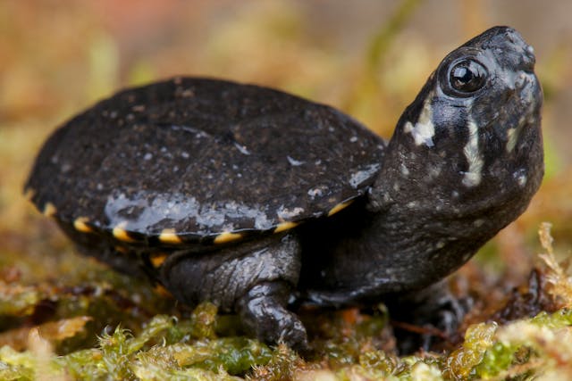 Herpes Viruses in Turtles - Symptoms, Causes, Diagnosis, Treatment, Recovery, Management, Cost
