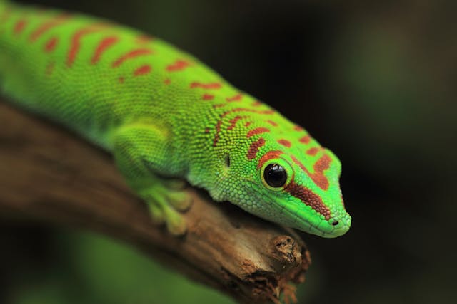 Infectious Stomatitis in Lizards - Symptoms, Causes, Diagnosis, Treatment, Recovery, Management, Cost