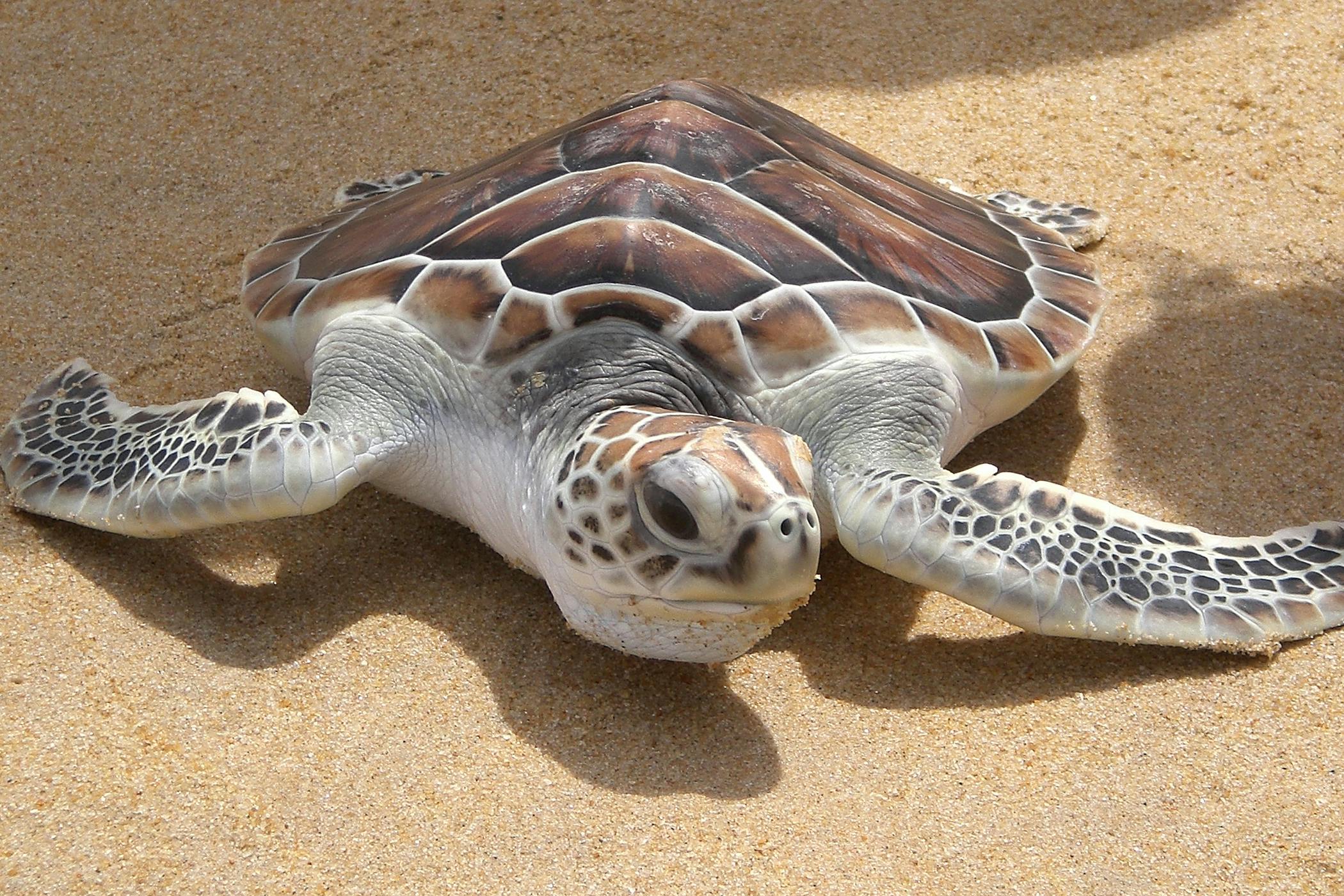 Parasites in Turtles - Symptoms, Causes, Diagnosis, Treatment, Recovery,  Management, Cost