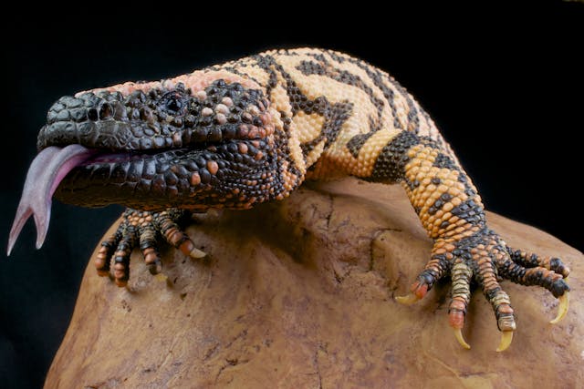 Pentastomes in Lizards - Symptoms, Causes, Diagnosis, Treatment, Recovery, Management, Cost