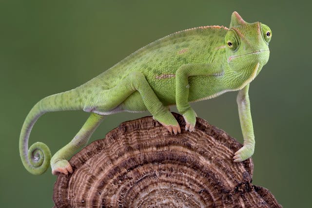 Protozoal Diseases in Lizards - Symptoms, Causes, Diagnosis, Treatment, Recovery, Management, Cost