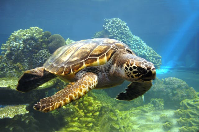 Secondary Renal Hyperparathyroidism in Turtles - Symptoms, Causes, Diagnosis, Treatment, Recovery, Management, Cost