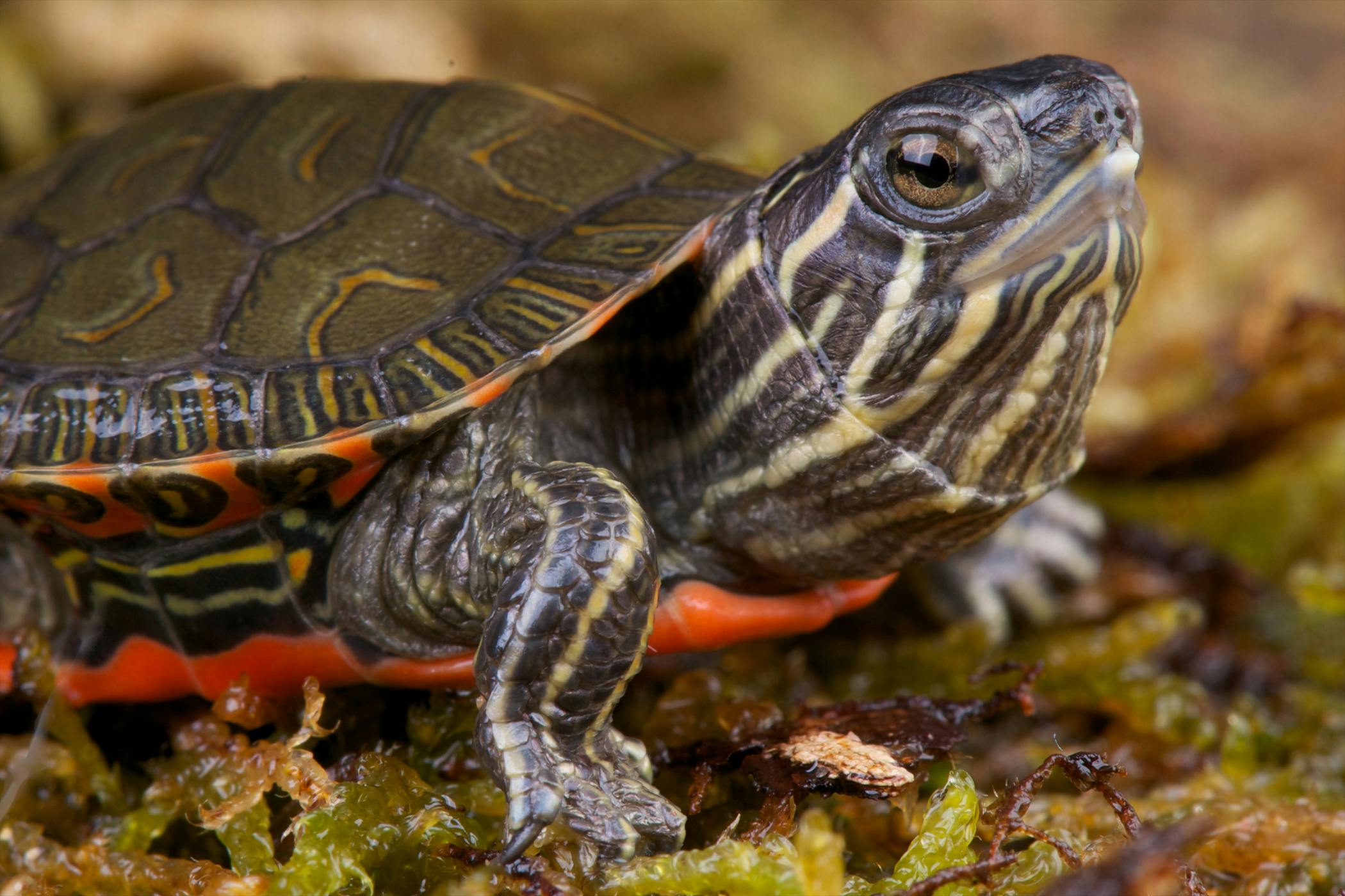 How to Give a Red Eared Slider Turtle Vitamin a?