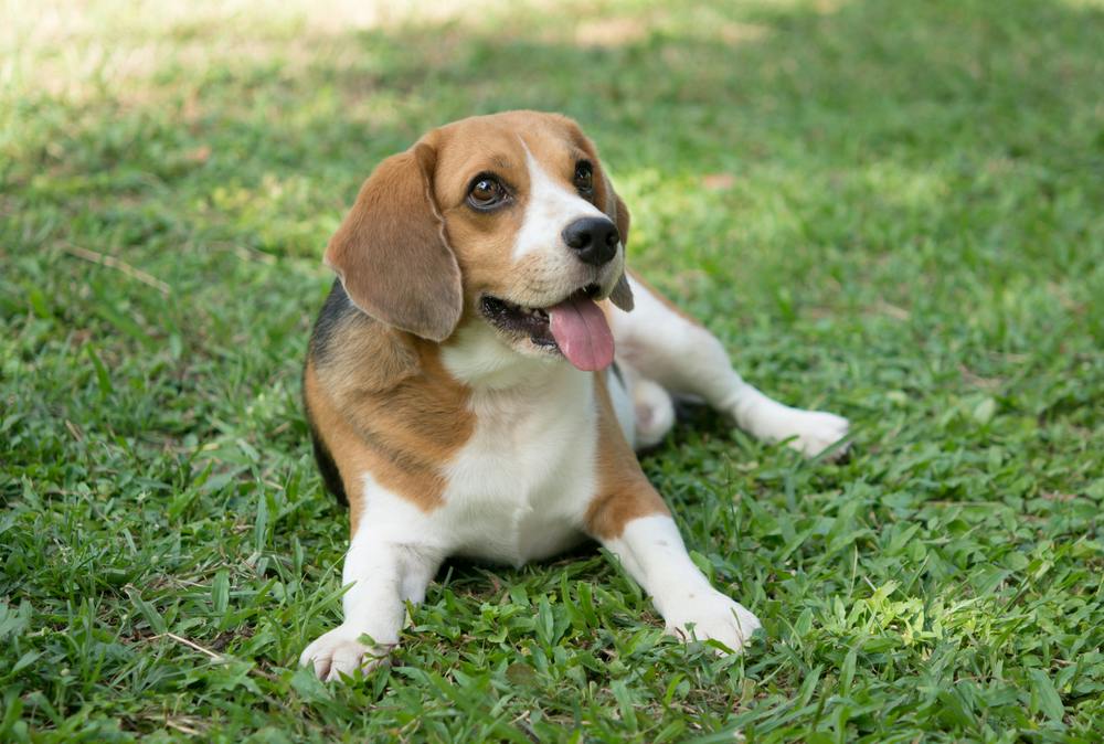 Top 10 Hound Dog Breeds - Wag!