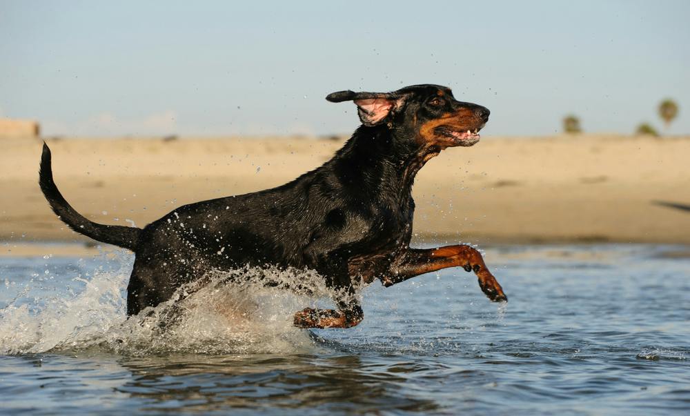 Top 10 Hound Dog Breeds - Wag!