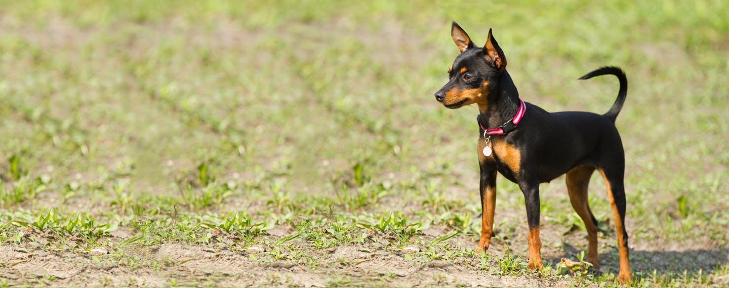 Prazsky Krysarik Dog Breed Facts And Information Wag Dog Walking