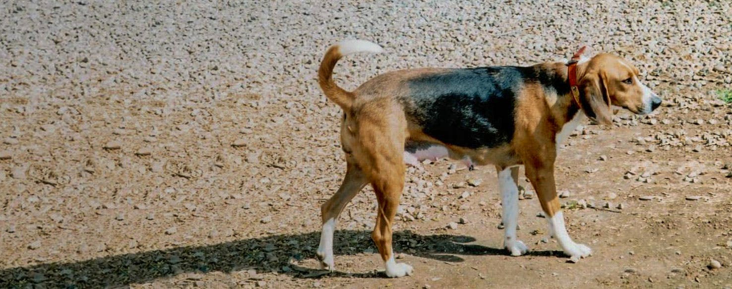 Trigg Hound Dog Breed Facts And Information Wag Dog Walking