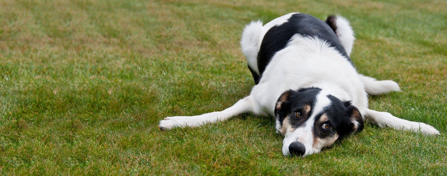 New Zealand Heading Dog Dog Breed Facts And Information Wag Dog Walking