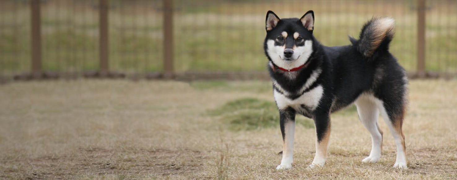 Siberian Shiba Dog Breed Facts And Information Wag Dog Walking