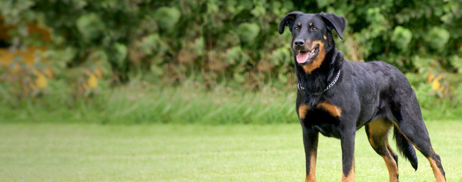 Doberman Shepherd Dog Breed Facts And Information Wag Dog Walking