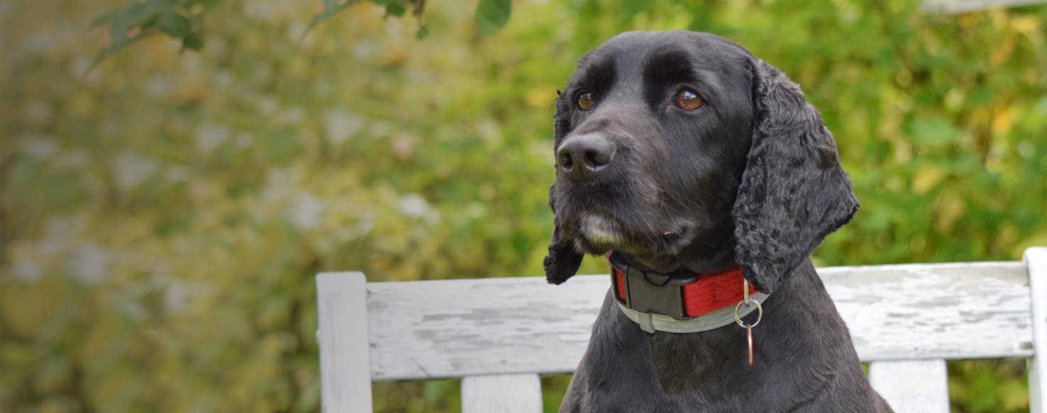 Sprocker Spaniel Dog Breed Facts And Information Wag Walking