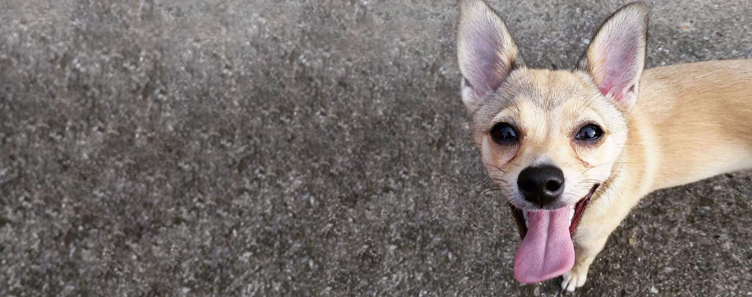 Whitehouse Puppies, Pomeranian and Jack-chis