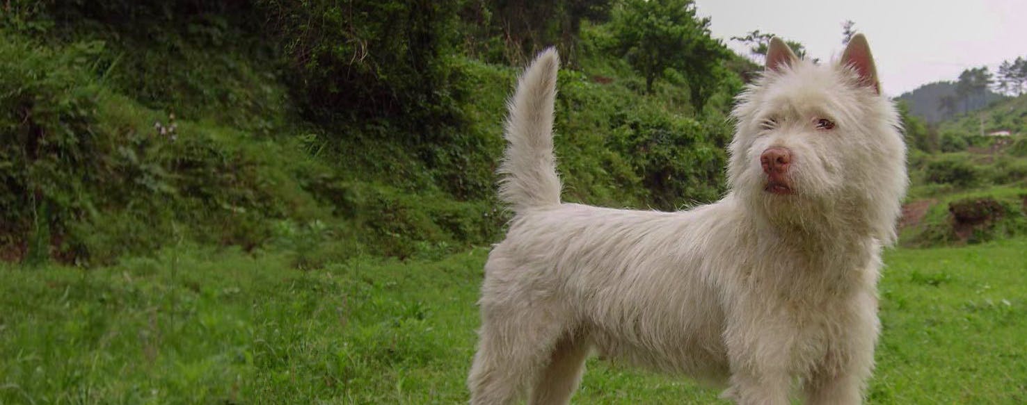 Xiasi Dog Breed Facts And Information Wag Dog Walking
