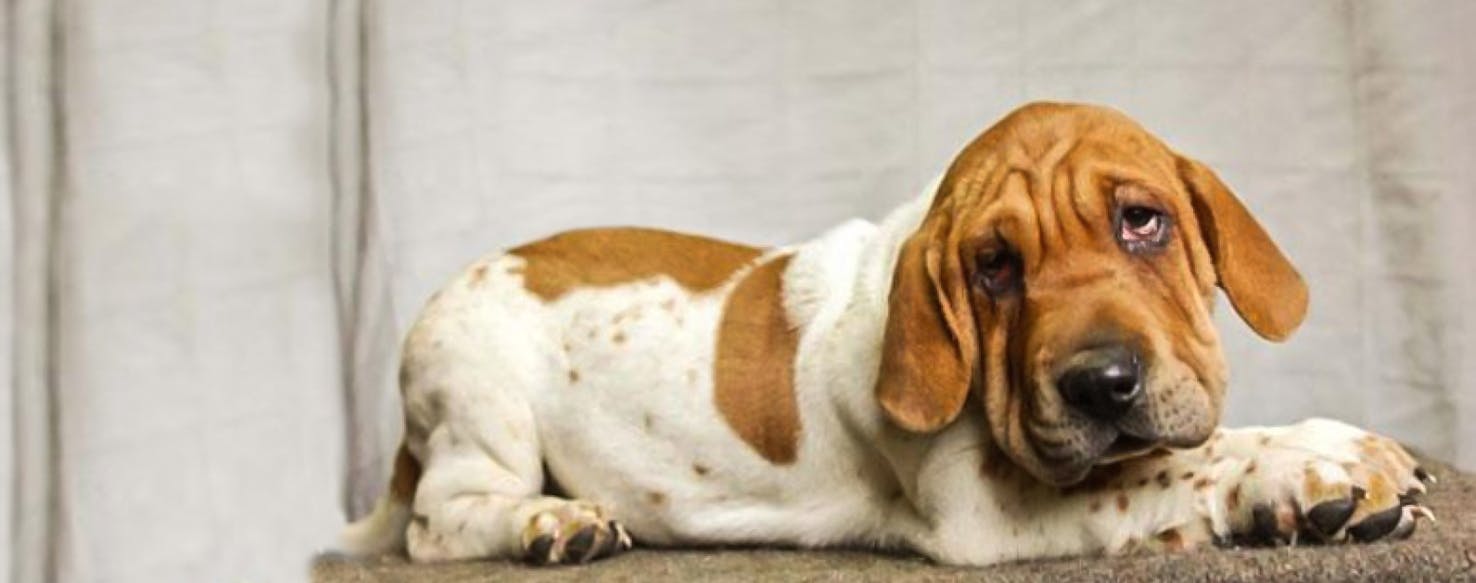 basset hound corgi mix puppies