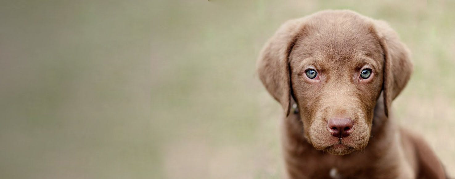 chesapeake bay retriever mix