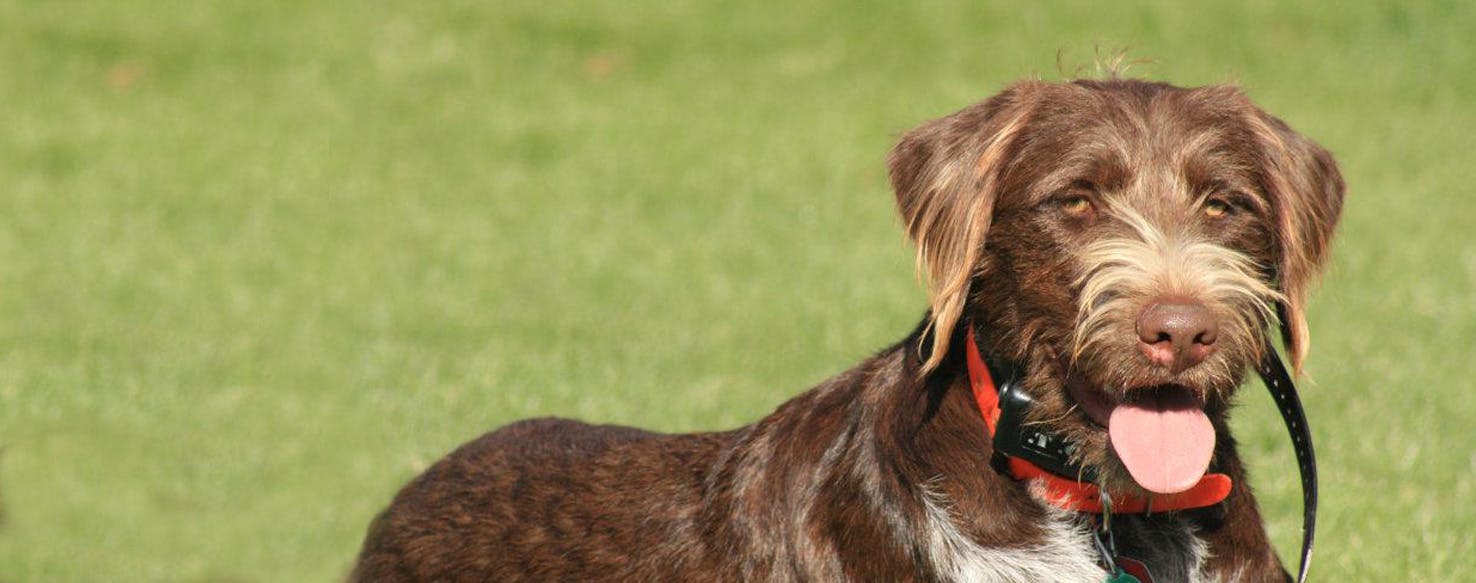 brown german shorthaired pointer lab mix