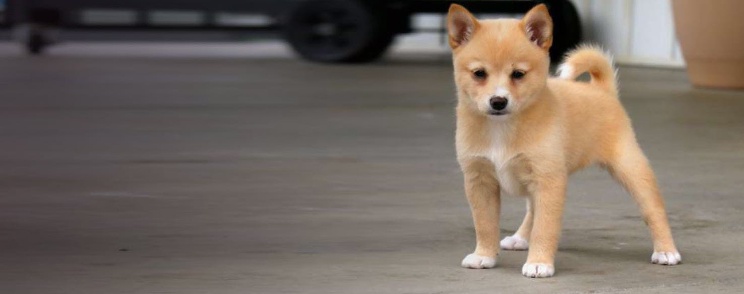 black silver tabby british shorthair