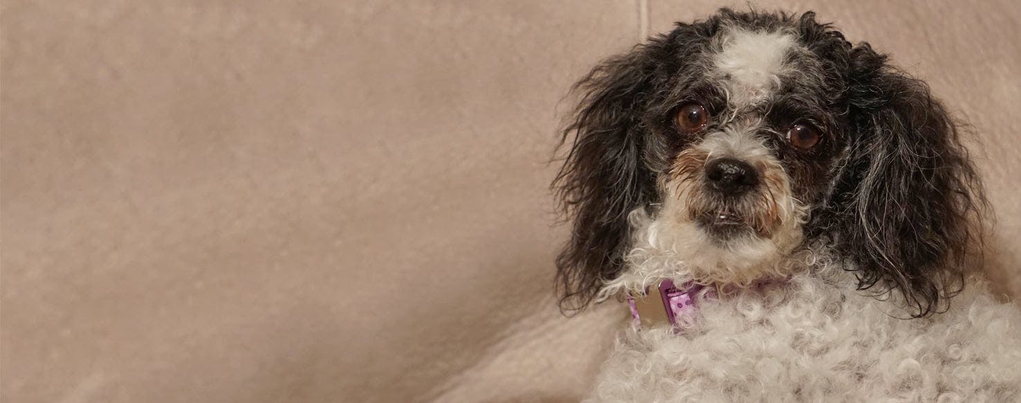 japanese chin bichon frise mix