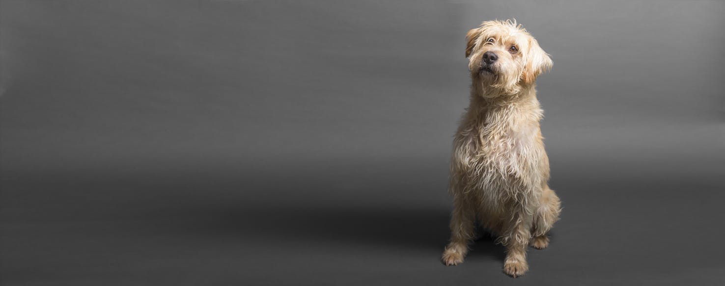Wheatador | Dog Breed Facts and 