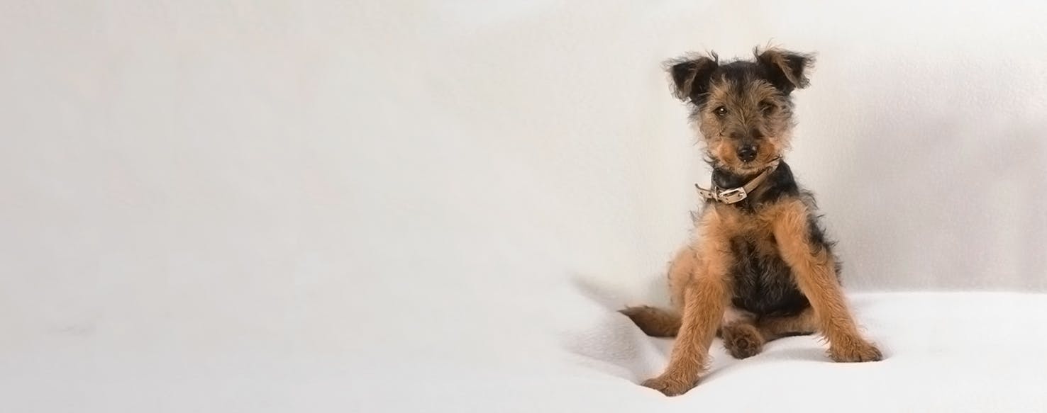 can a airedale terrier live in aruba