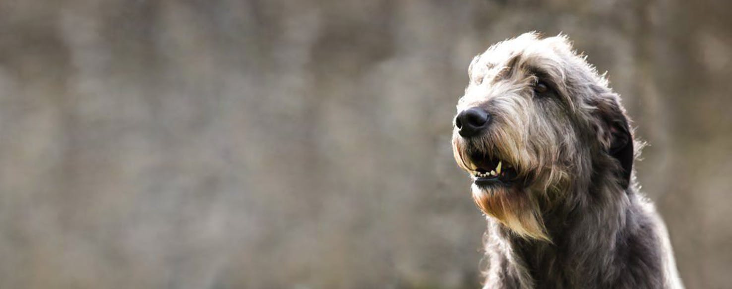 irish wolfhound german shepherd mix