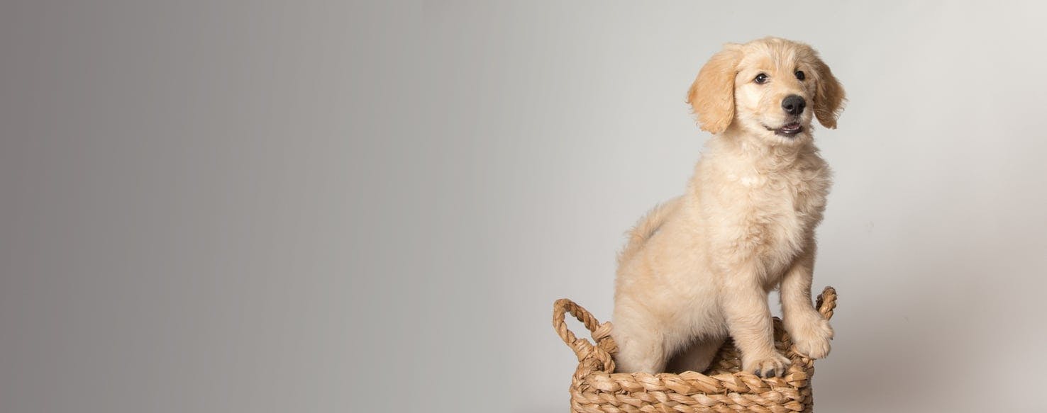 Miniature Golden Retriever Dog Breed