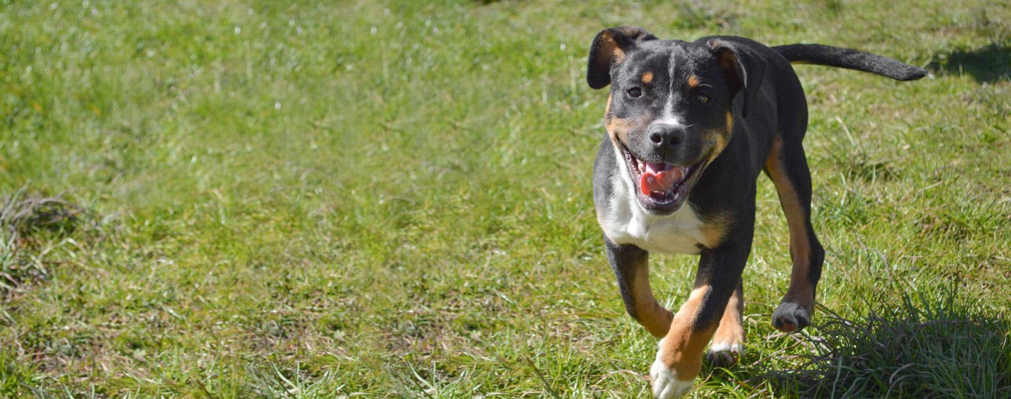 swiss mountain dog pitbull mix