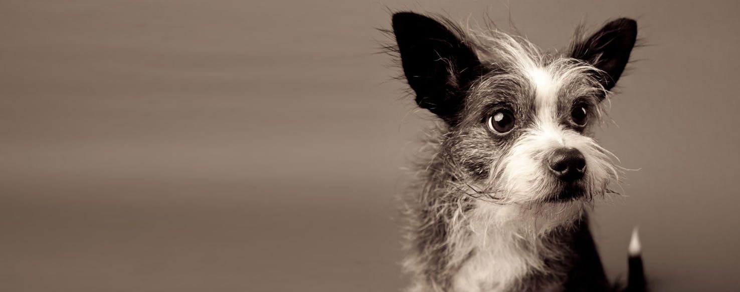 west highland white terrier boston terrier