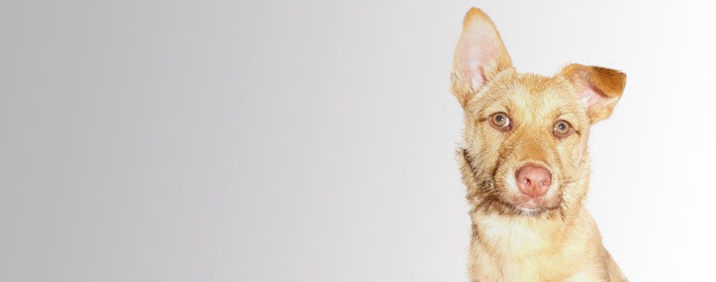 can a alaskan malamute and a border terrier be friends