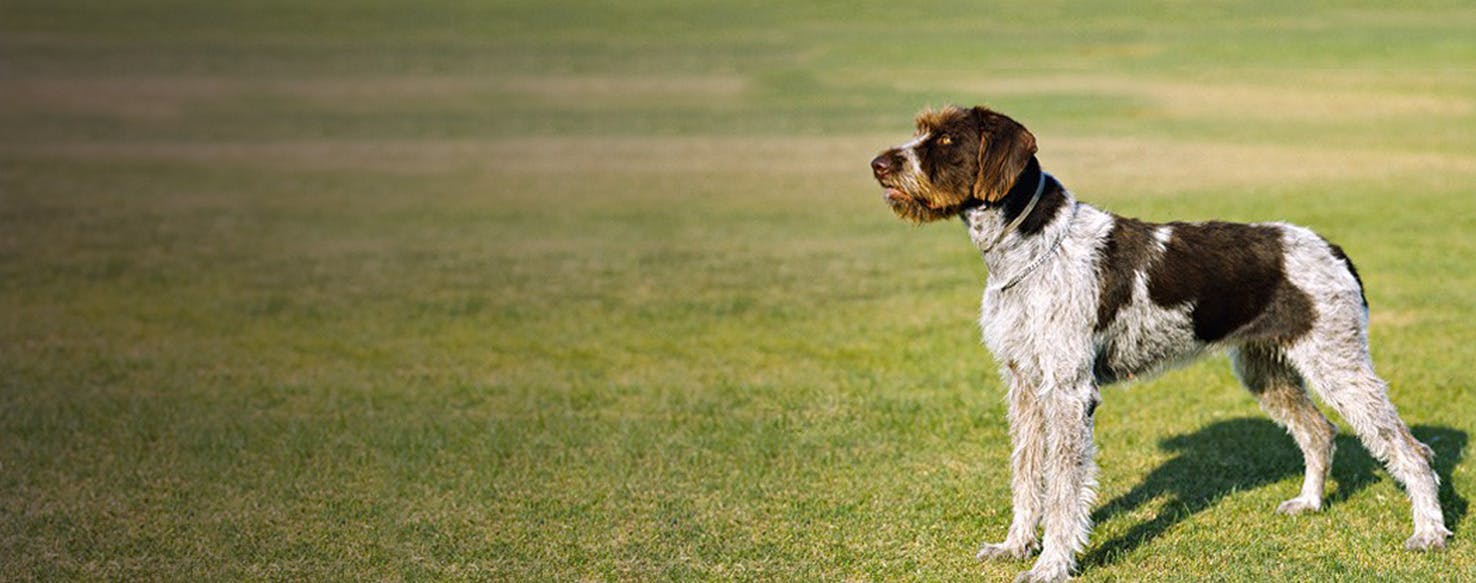 German Shorthaired Pointerpoodle Dog Breed Facts And Information Wag Dog Walking