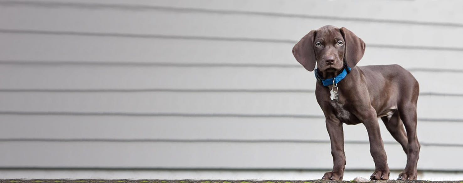 weimaraner and german shorthaired pointer mix