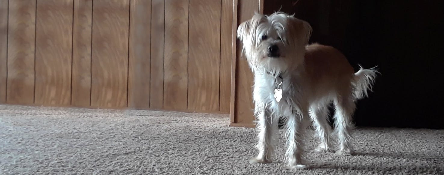 chinese crested maltese mix