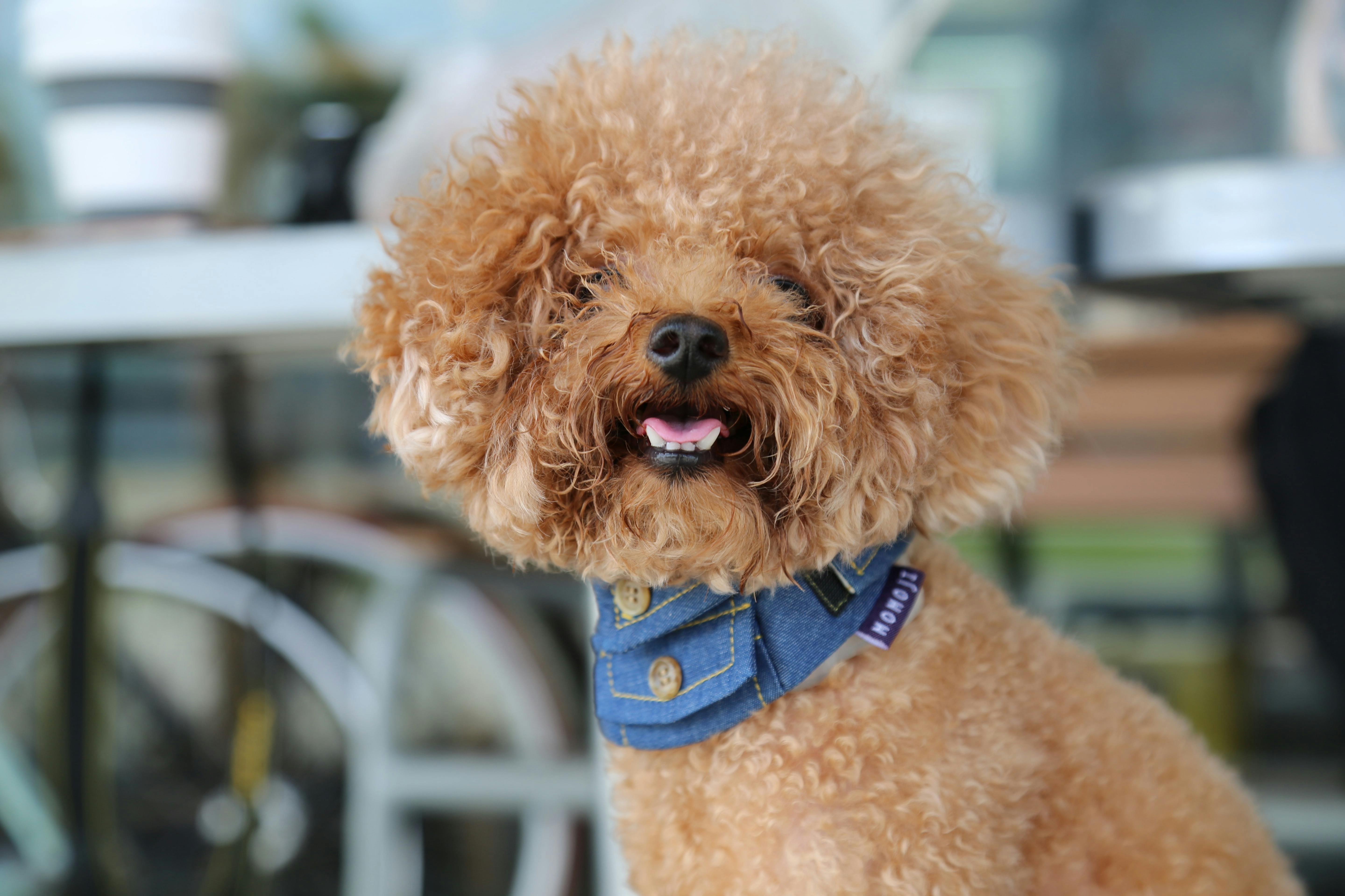 Toy Poodle Dog Breed Information & Characteristics