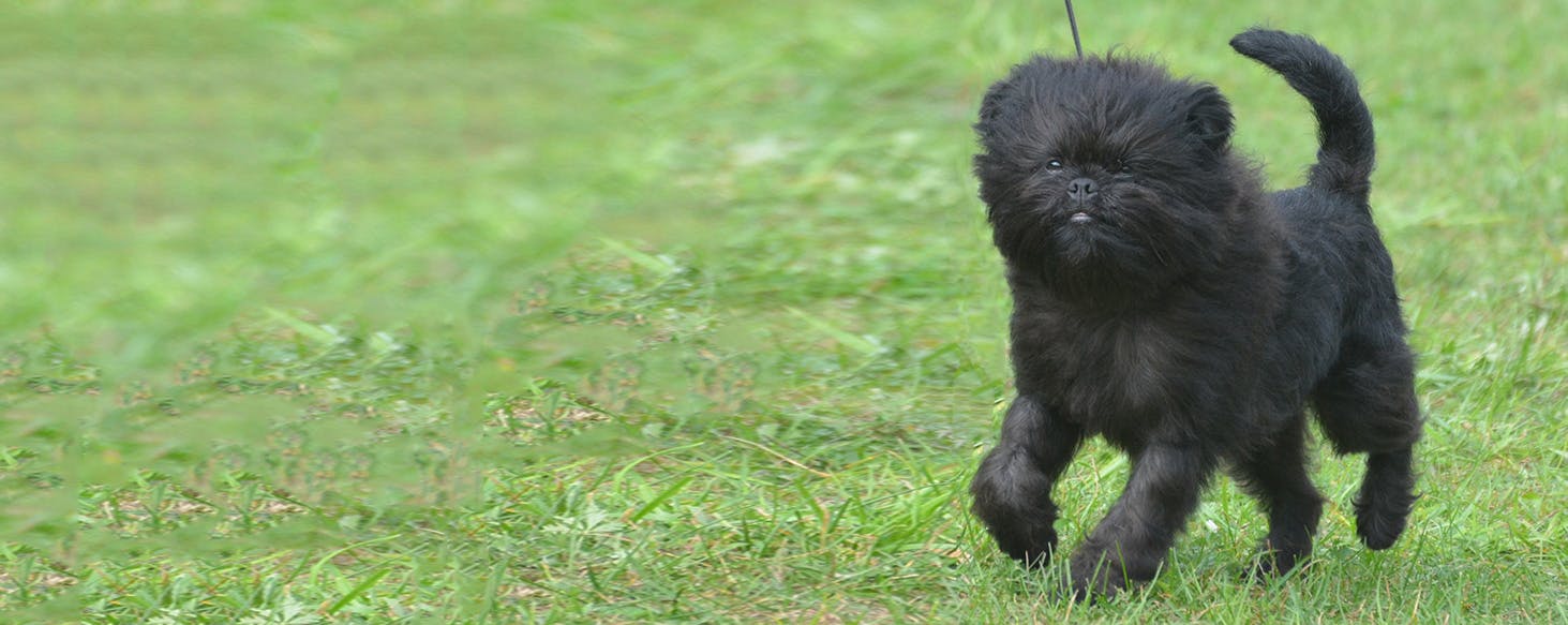 Affenpinscher Dogs History, Characteristics, and Care