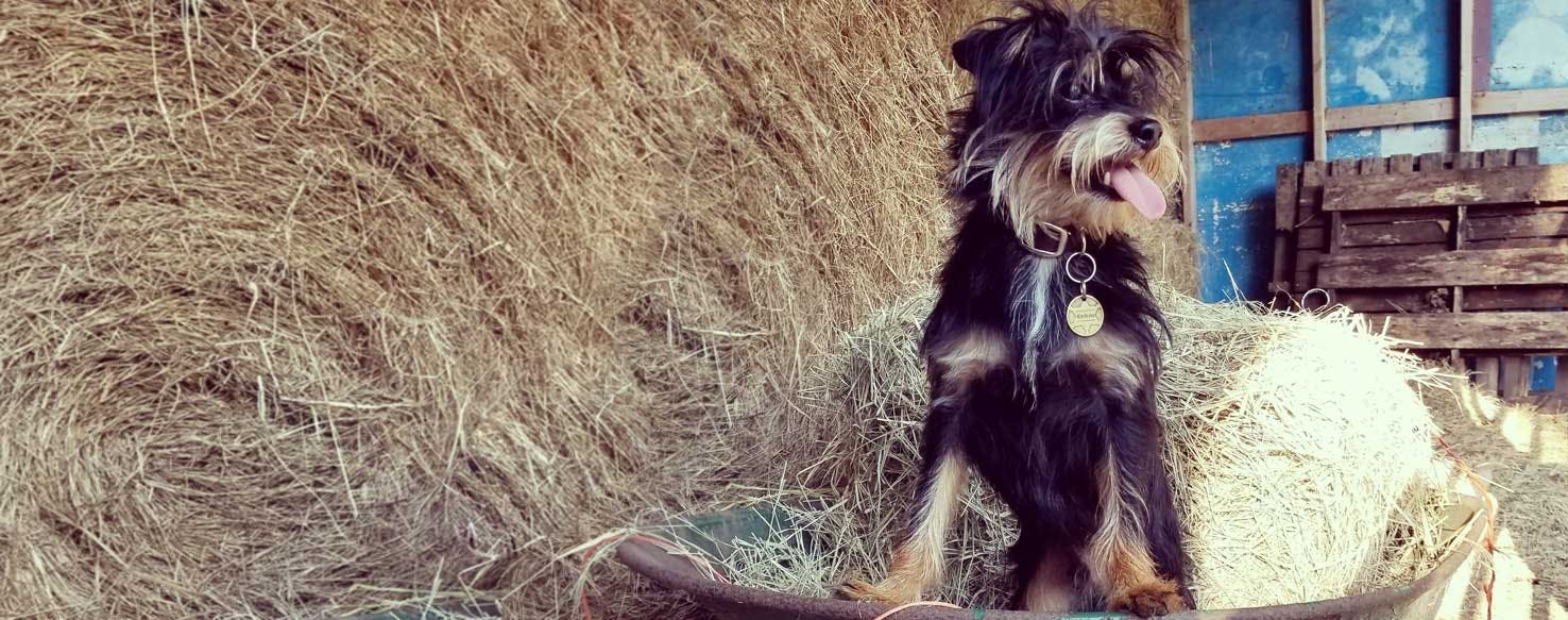 Affenshire Dog Breed Facts And Information Wag Walking Affenshire Dog Breed Facts And