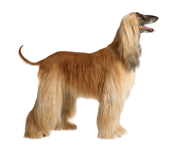 Afghan Hound  Dog Breed Facts and Information - Wag! Dog Walking