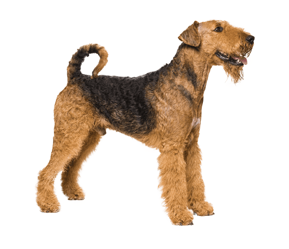 at what age is a airedale terrier full grown