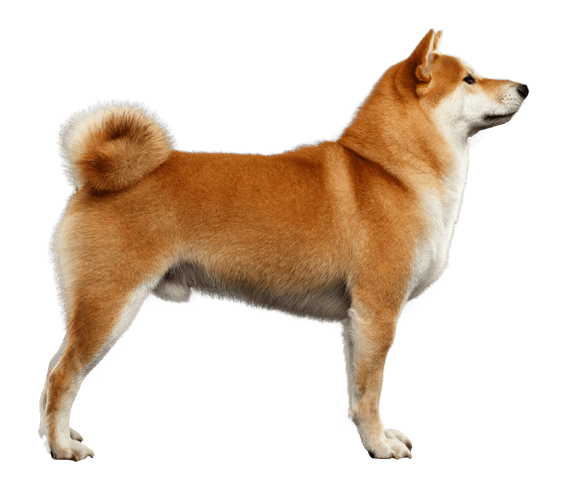 Akita Inu | Dog Breed Facts And Information - Wag! Dog Walking