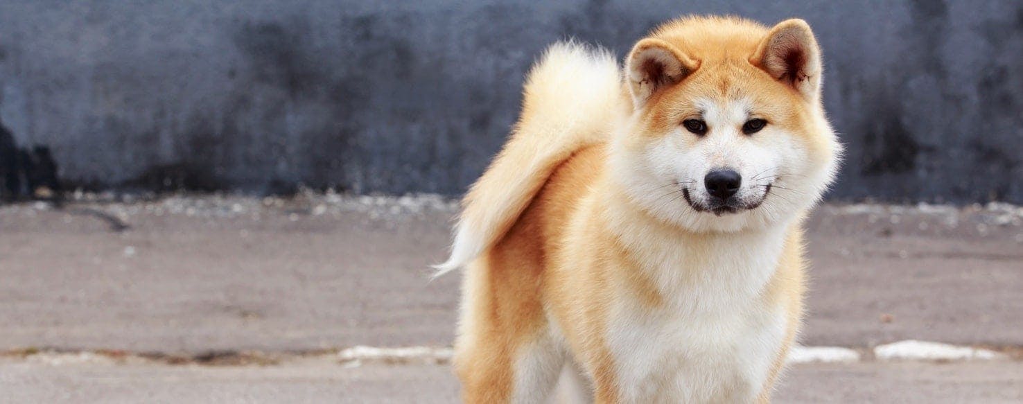 Akita Inu | Dog Breed Facts and Information - Wag! Dog Walking