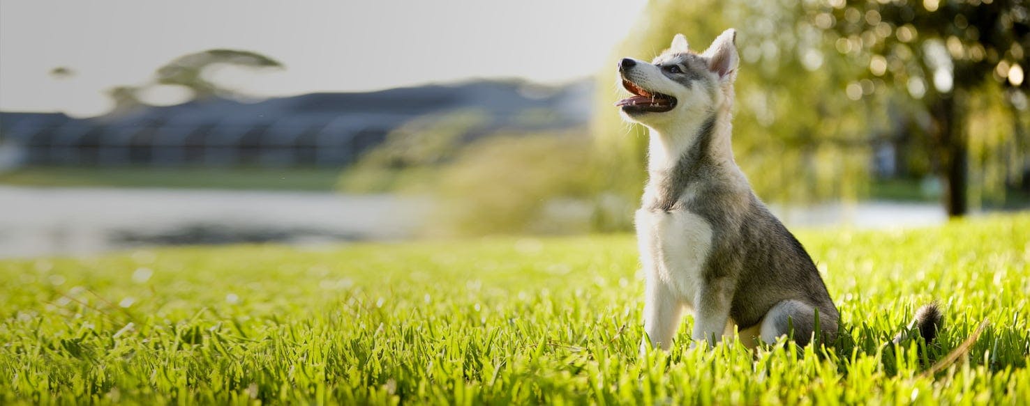 beach klee kai