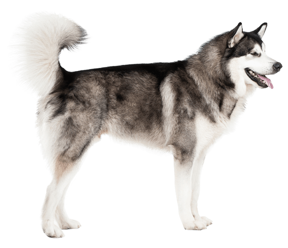 Dog breeds alaskan 2024 malamute