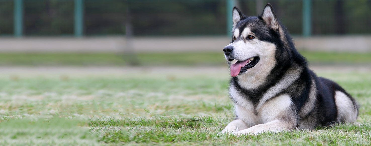 Alaskan Malamute | Dog Breed Facts and Information - Wag! Dog Walking