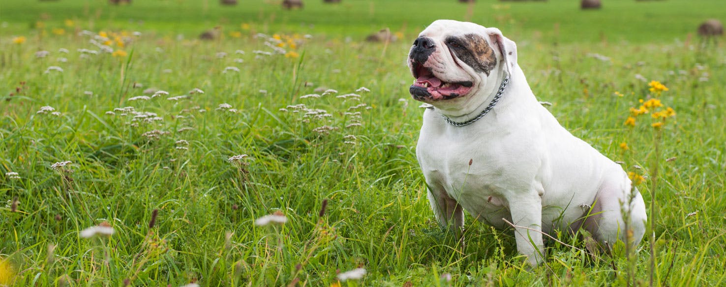 American Bulldog | Dog Breed Facts and Information - Wag ...