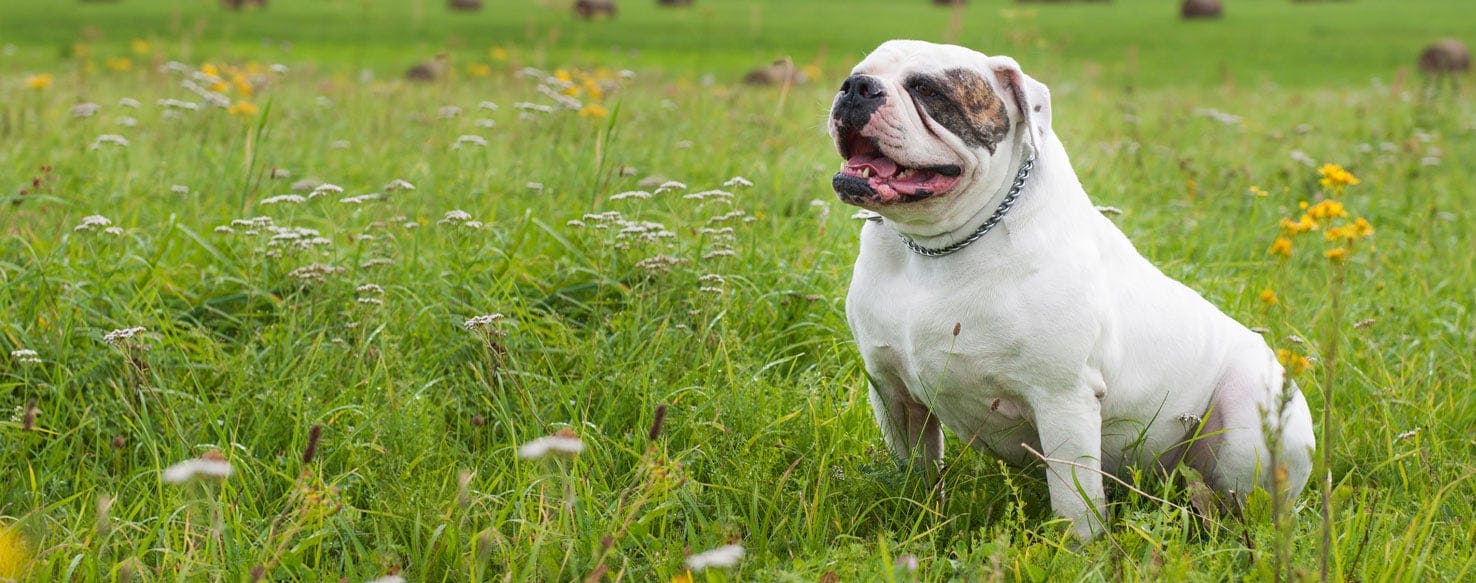 can a american bulldog live in qatar