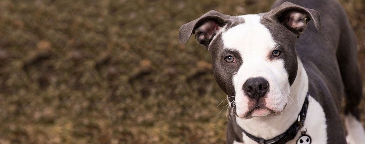 what are the characteristics of a american staffordshire english bulldog mix dog