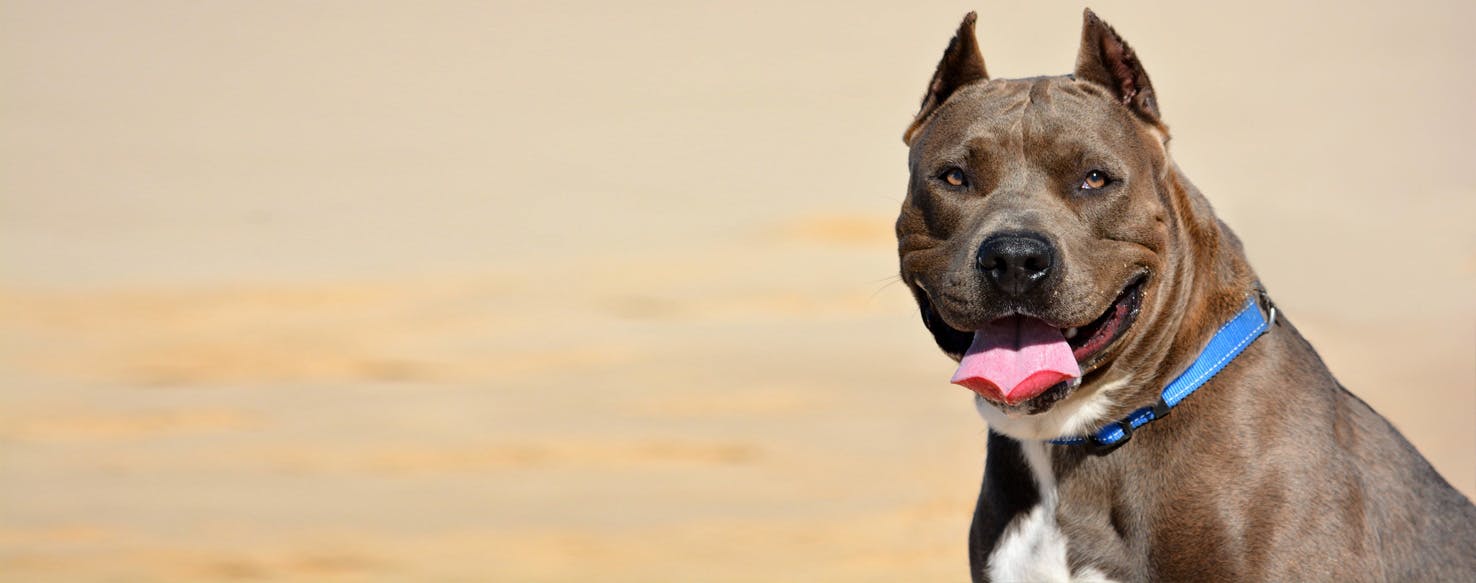 American bully: dog breed temperament and characteristics