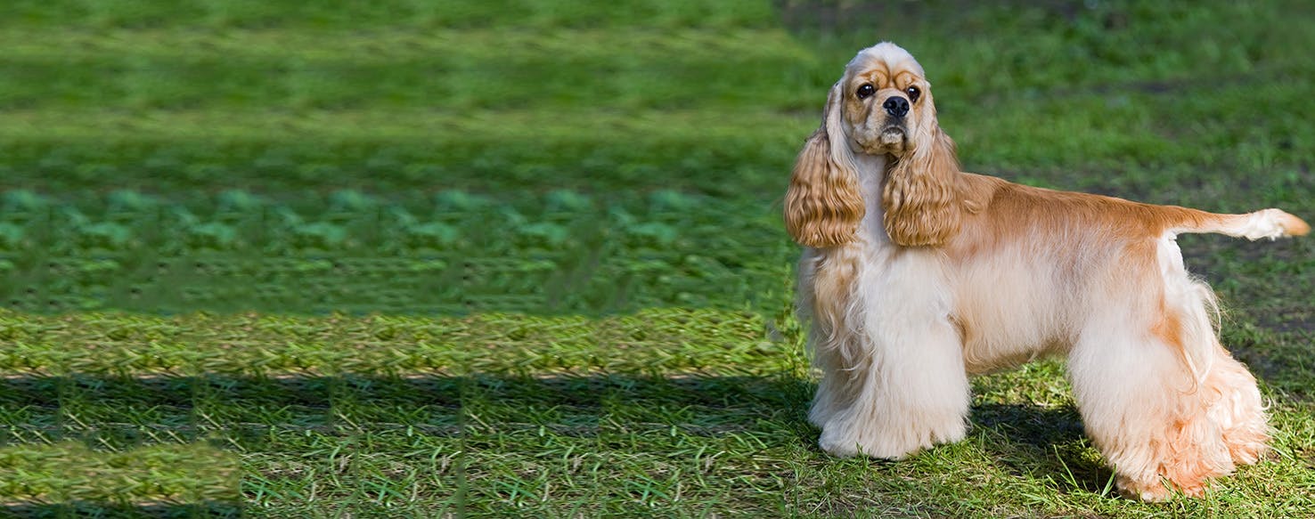 Purebred american 2024 cocker spaniel