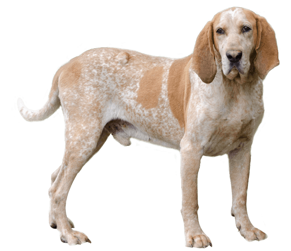 american english coonhound is a mixed breed